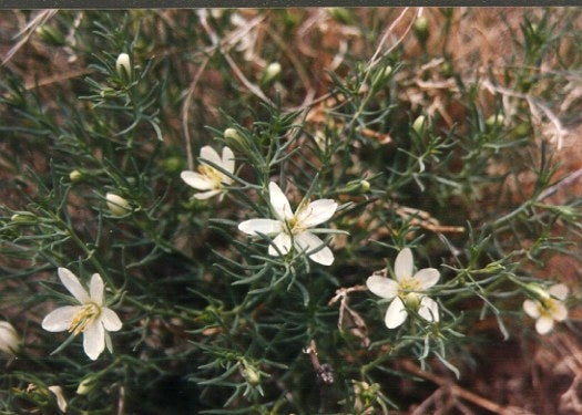 Syrian Rue