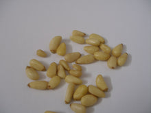 Italian Stone Pine (Pine Nut)