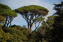 Italian Stone Pine (Pine Nut)