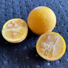 Trifoliate Orange