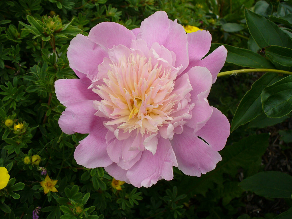 Chinese Peony (Garden Peony) – Experimental Farm Network Seed Store