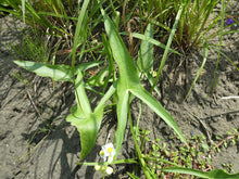 'Mahicannittuk' Katniss (Wapato or Duck Potato)