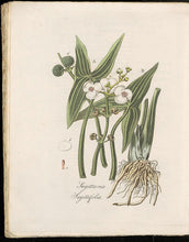 'Mahicannittuk' Katniss (Wapato or Duck Potato)