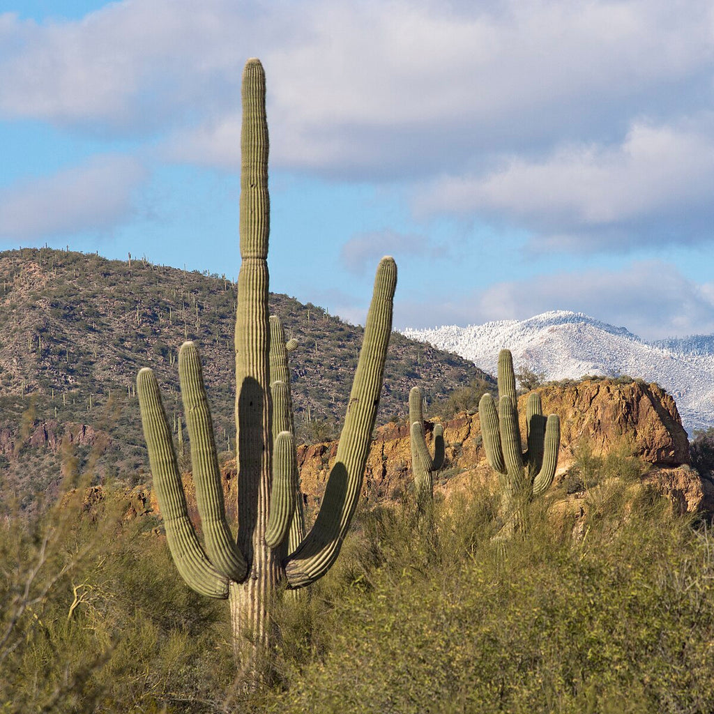 Saguaro Cactus – Experimental Farm Network Seed Store