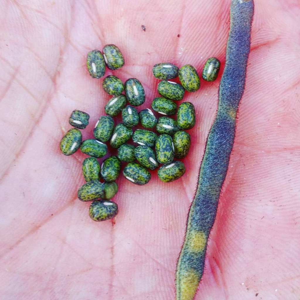 'Madagascar BlueMottled' Mung Bean Experimental Farm Network Seed Store