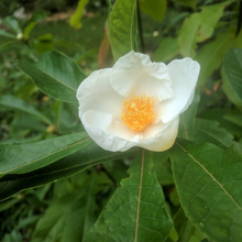 Franklin Tree (Franklinia)