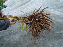 Skirret