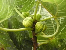 Fig