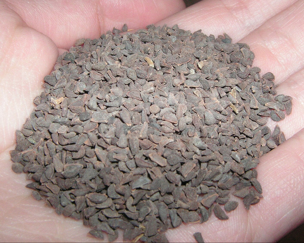 poisonous plant seeds for sale Syrian Rue – Experimental Farm Network Seed Store