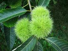 American Chestnut