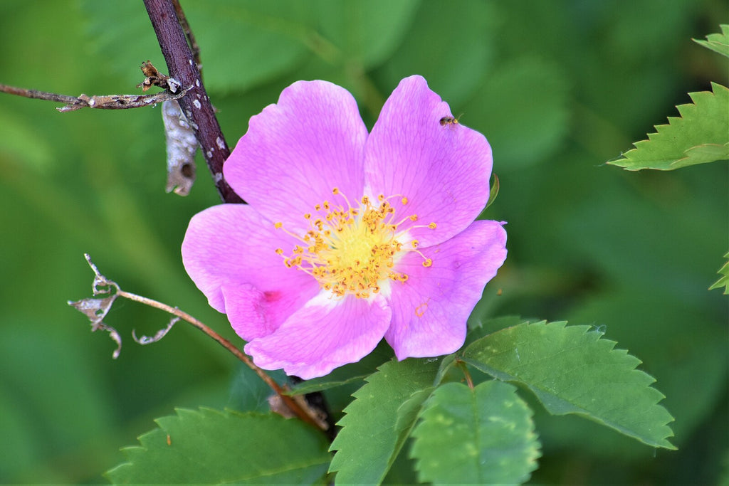 prairie rose seeds Prairie Rose