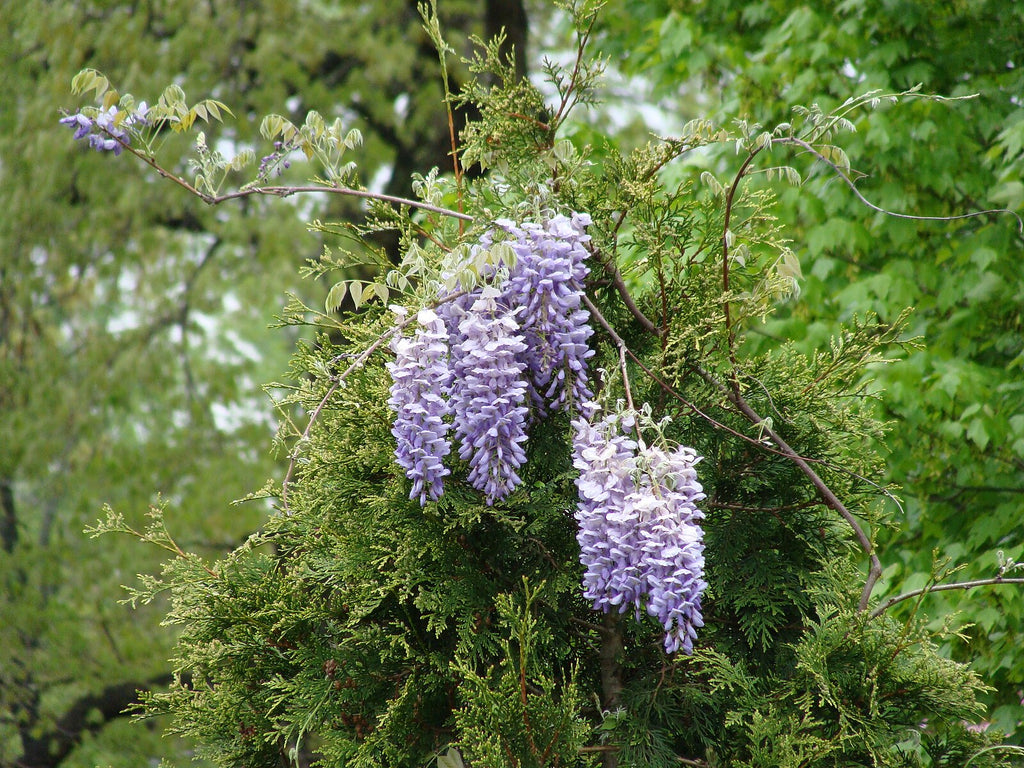 American Wisteria – Experimental Farm Network Seed Store