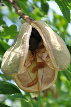 Chinese Yellowhorn