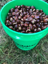 One-Year-Old Badgersett Chestnut Bare-Root Dormant PLANTS (March 2024 Shipping)