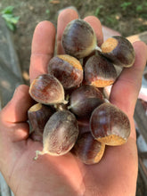 Badgersett Chestnut SEEDS (March 2024 Shipping)