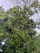 Badgersett Chestnut SEEDS (March 2024 Shipping)