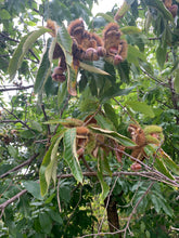 Badgersett Chestnut SEEDS (March 2024 Shipping)