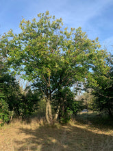 Badgersett Chestnut SEEDS (March 2024 Shipping)