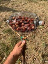 Badgersett Chestnut SEEDS (March 2024 Shipping)