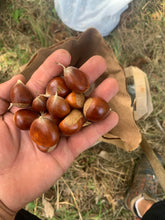 One-Year-Old Badgersett Chestnut Bare-Root Dormant PLANTS (March 2024 Shipping)