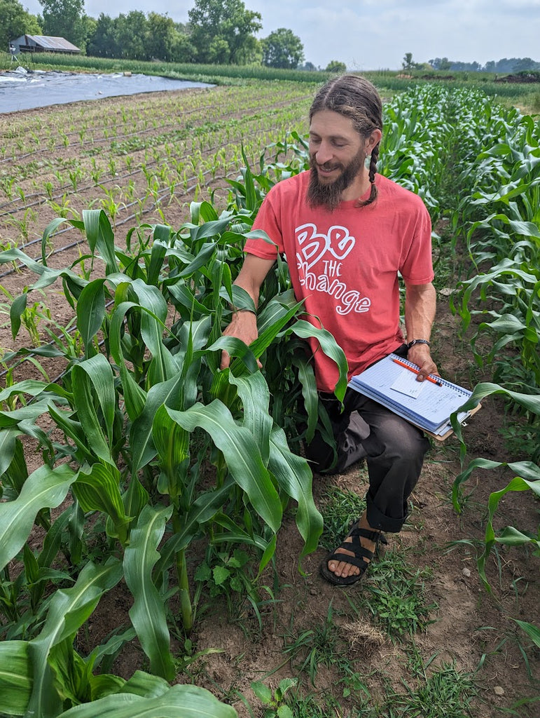 'Candy Mountain' Sweet Corn Experimental Farm Network Seed Store