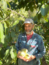 C. Dale's Improved Pawpaw Breeding Mix