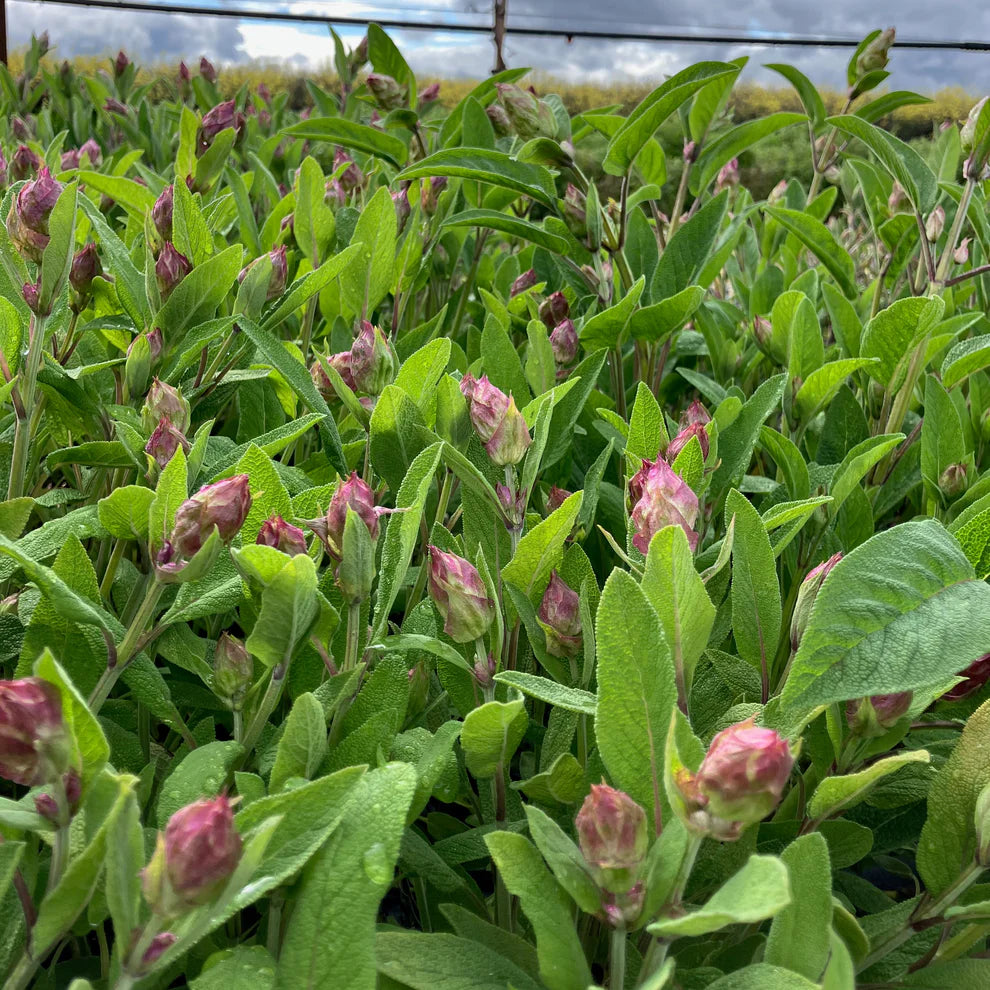 Common Sage
