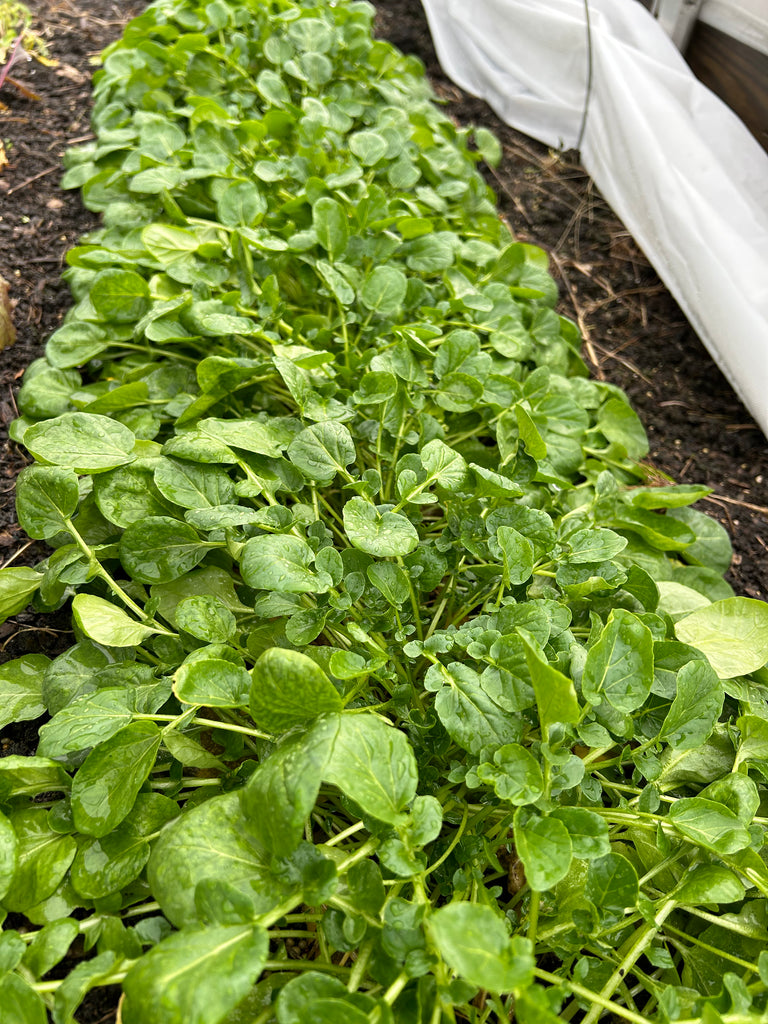 Creasy Greens (Upland Cress) Experimental Farm Network Seed Store