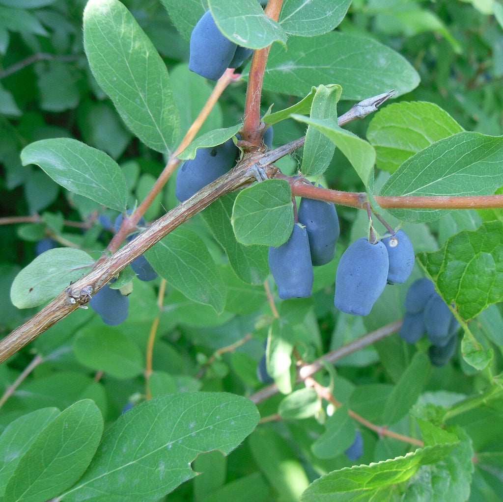 Russian Haskap (Honeyberry) – Experimental Farm Network Seed Store