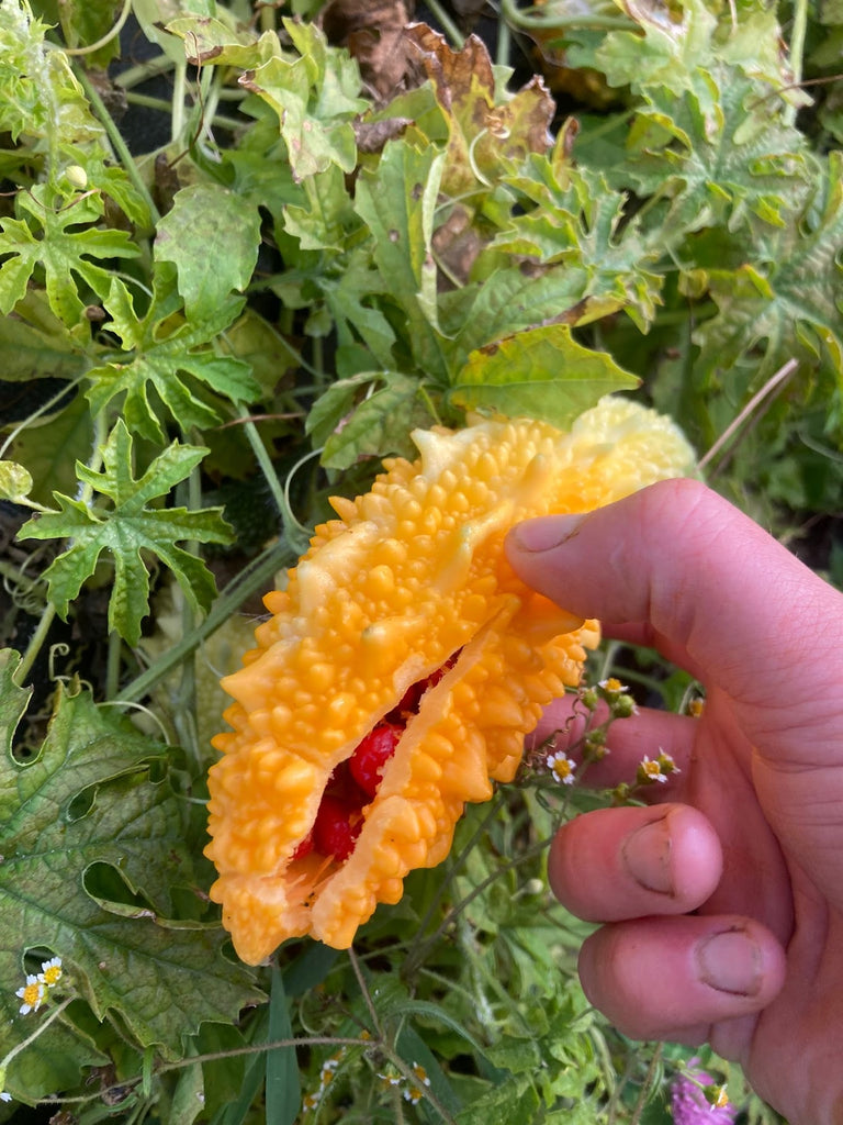 Maltese Bitter Melon – Experimental Farm Network Seed Store