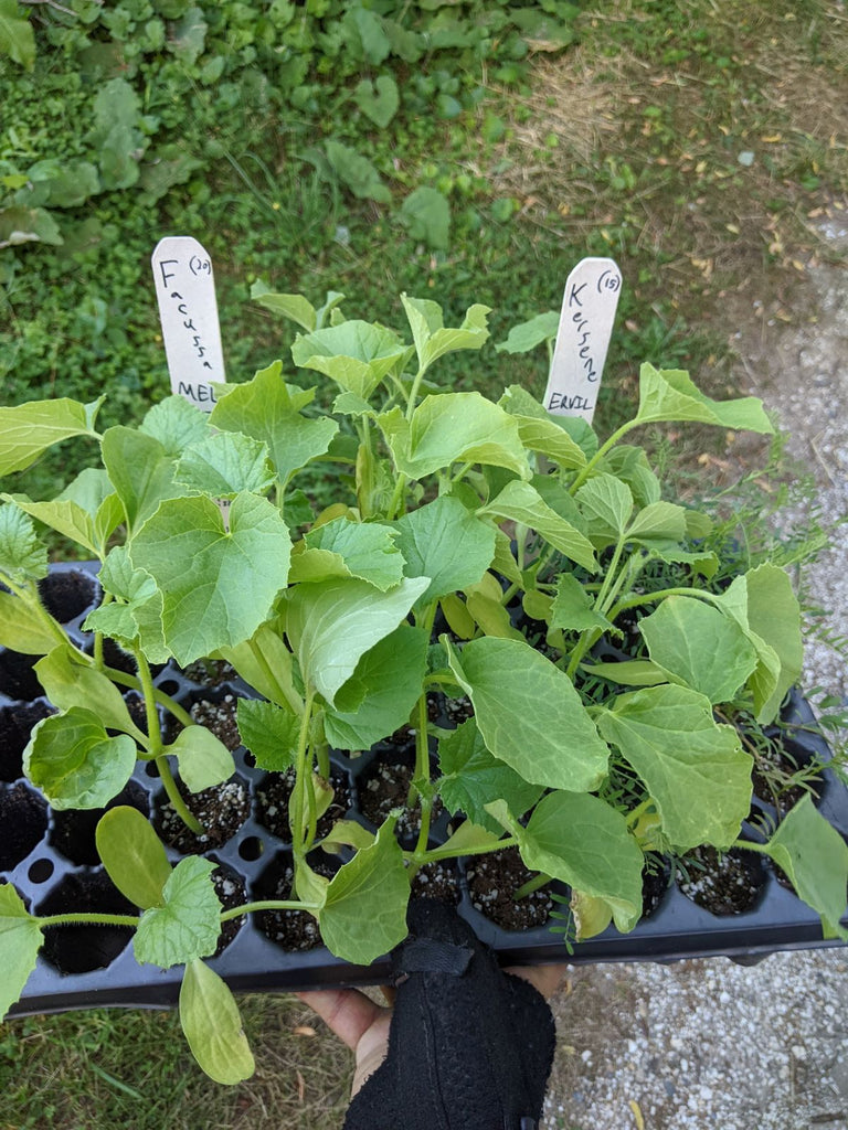 'Facussa' Chate Melon Experimental Farm Network Seed Store