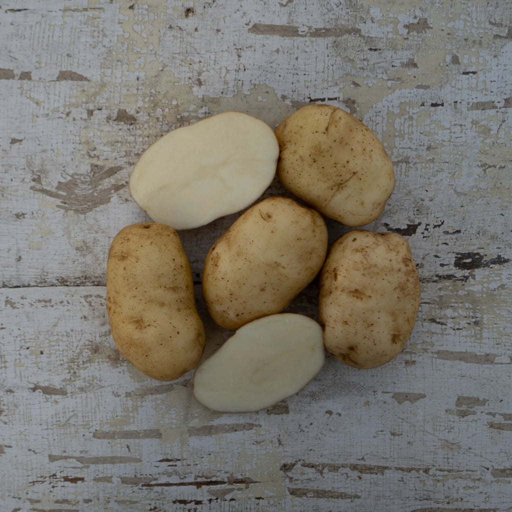 planting kennebec seed potatoes 'Kennebec' Seed Potatoes