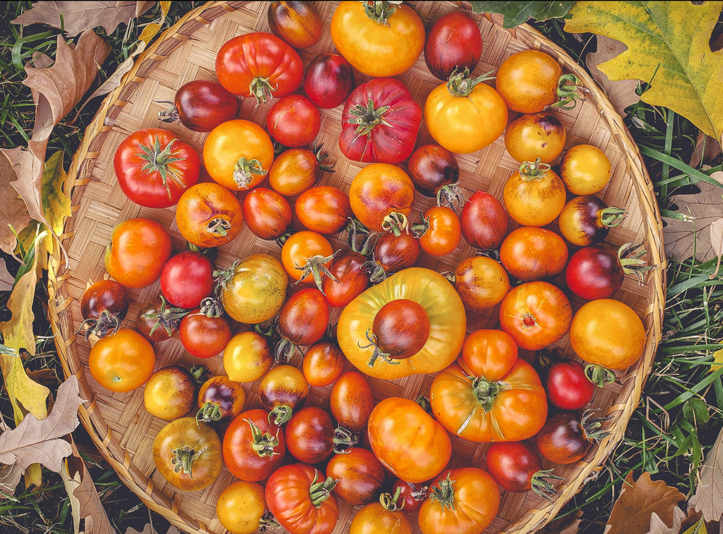 'Mission Mountain' Tomato Grex Experimental Farm Network Seed Store