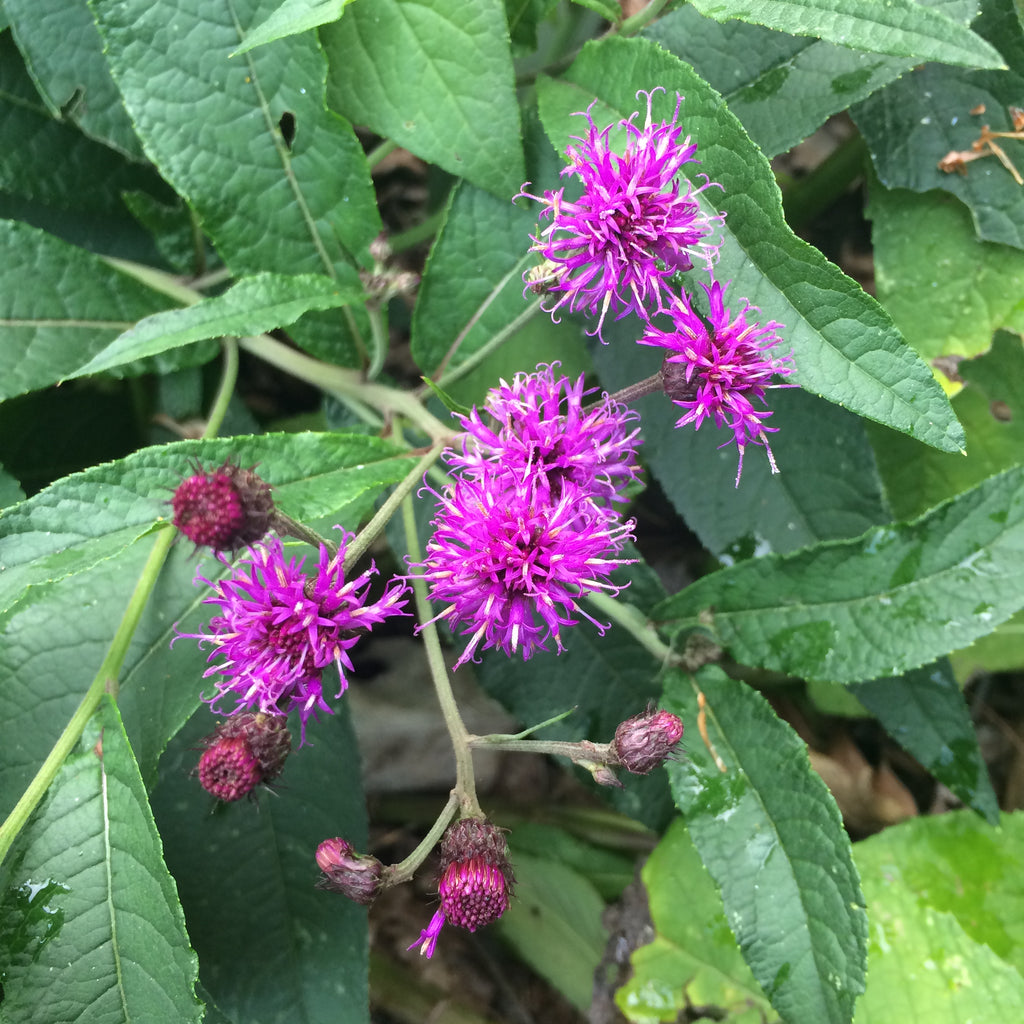 New York Ironweed (New England Ecotype) – Experimental Farm Network