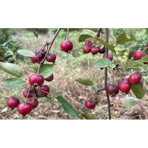 Paradise Apple (Niedzwetsky) – Experimental Farm Network Seed Store