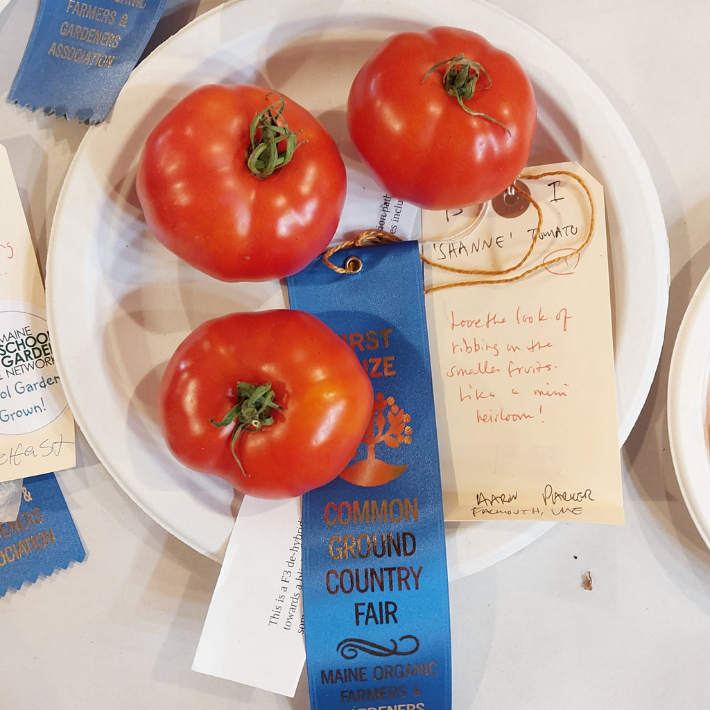 'Shanne' Tomato Experimental Farm Network Seed Store