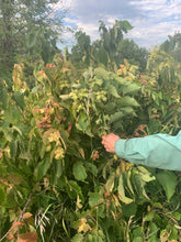 Badgersett Hazelnut SEEDS, Medium/Short Bush (Fall 2023 Shipping)