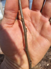 One-Year-Old Badgersett Chestnut Bare-Root Dormant PLANTS (March 2024 Shipping)