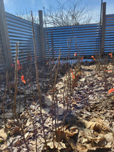 One-Year-Old Badgersett Chestnut Bare-Root Dormant PLANTS (March 2024 Shipping)