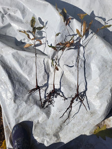 One-Year-Old Badgersett Chestnut Bare-Root Dormant PLANTS (March 2024 Shipping)