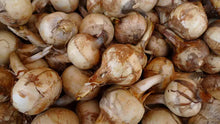 'Mahicannittuk' Katniss (Wapato or Duck Potato)