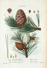 Siberian Swiss Stone Pine