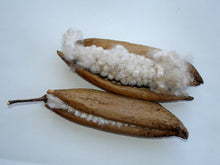 Ceiba