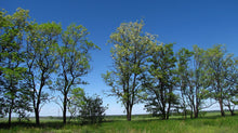 'Nyirségi' Black Locust