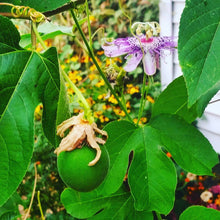 Northern Maypop Passionfruit
