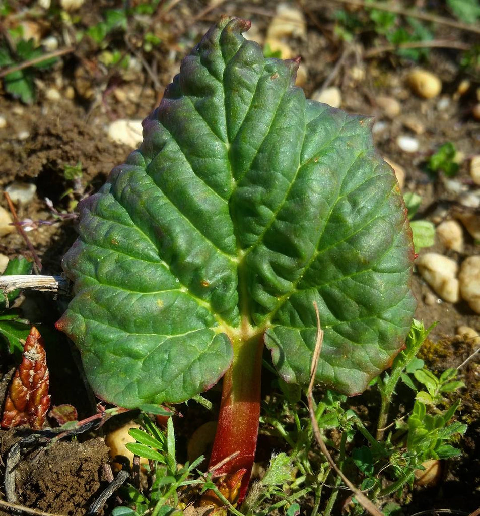 Rhubarb Varieties – High Altitude Rhubarb – Organic Farm & Nursery