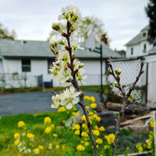 Cape May Beach Plum