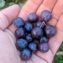 Cape May Beach Plum