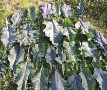 'Homesteader's Kaleidoscopic Perennial' Kale Grex