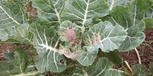 'Homesteader's Kaleidoscopic Perennial' Kale Grex